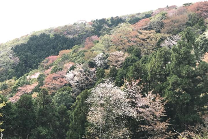 知る人ぞ知る桜の名所・茨城「桜川」で、ひと味違う花見を楽しむ旅