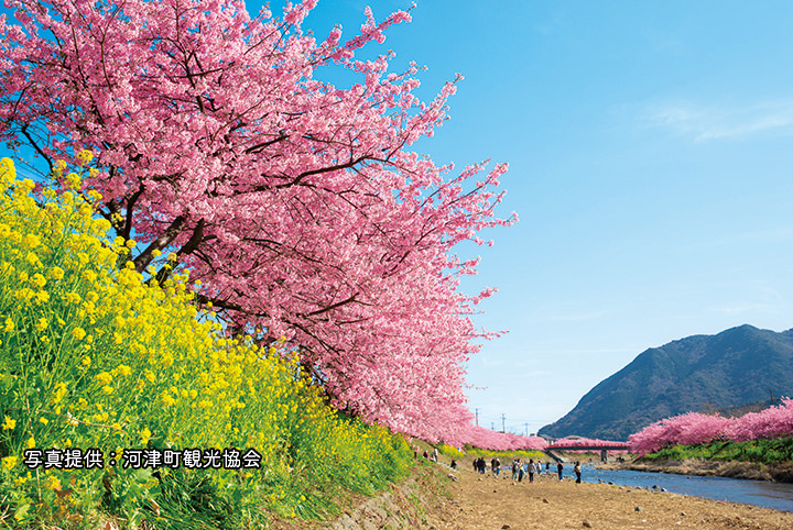 【伊豆・河津桜の旅】早咲きの桜の名所へ。ピンクの絶景は必見!