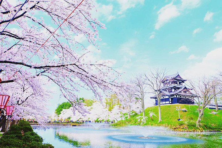 【東日本の桜の名所6選】函館・弘前・上越・上野・鎌倉・高遠へ