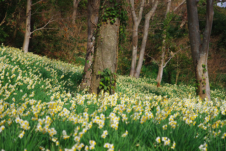南房総低山ハイク。とみやま水仙遊歩道で満開の水仙を愛でる旅