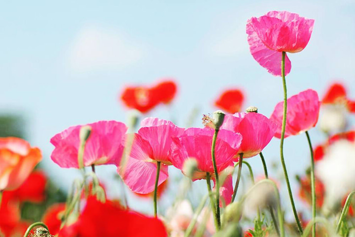 【菜の花・ポピーの旅】神奈川・東京・千葉・埼玉の絶景スポット