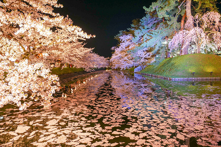 弘前の桜を満喫。一度は見てみたい花筏の絶景に酔いしれる