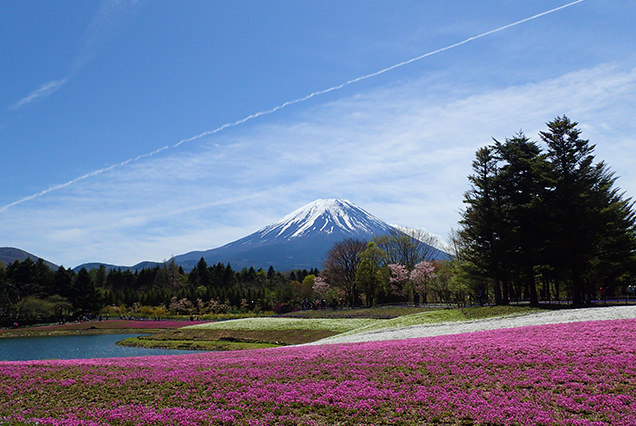 ピンクのじゅうたん&富士山が絶景すぎる!富士芝桜まつりへ