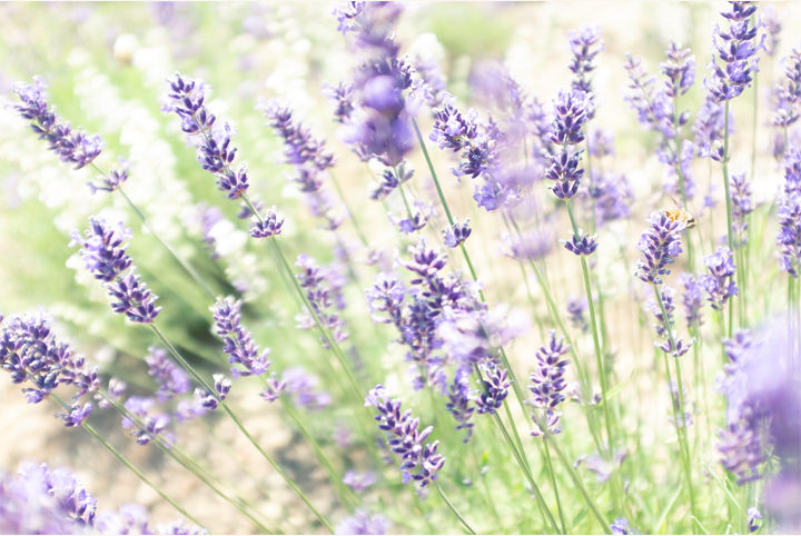 “東洋のナイアガラ”とラベンダーの絶景を満喫する、夏の群馬ひとり旅