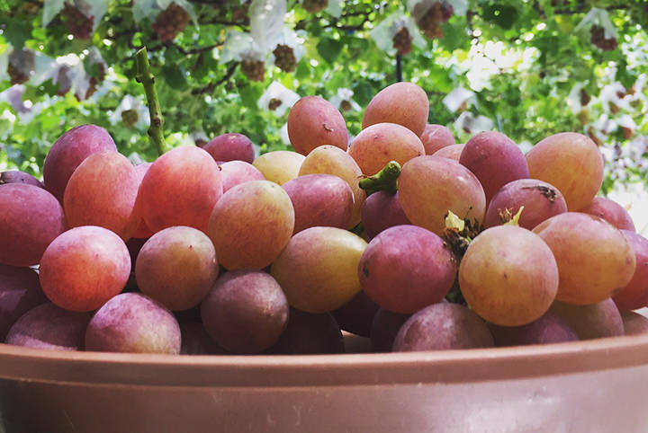 甘〜いフルーツが食べたい！おいしいフルーツの見分け方とおすすめスポット