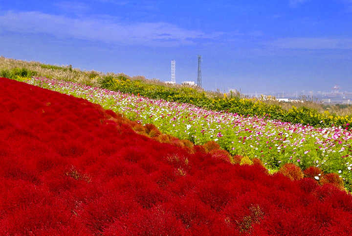 まるで外国みたい♪バラ、コスモス…関東・秋の花名所５選