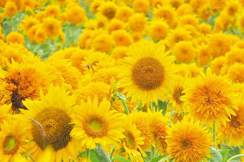 夏に行きたい関東の花畑5選。ひまわりやラベンダーの絨毯は必見