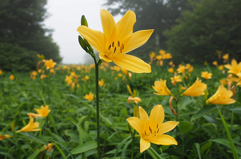 初夏の霧降高原で、ニッコウキスゲの絶景を堪能！