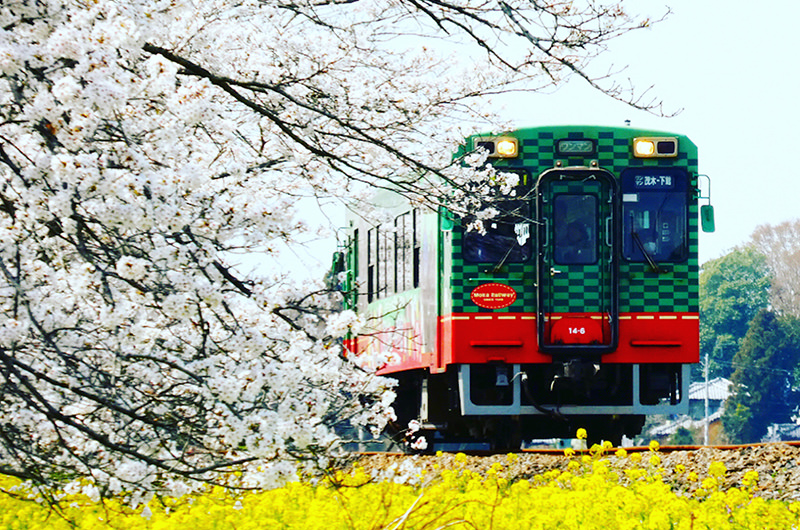 【桜＆菜の花のコラボ】列車でアクセスしやすい、関東の花名所5選