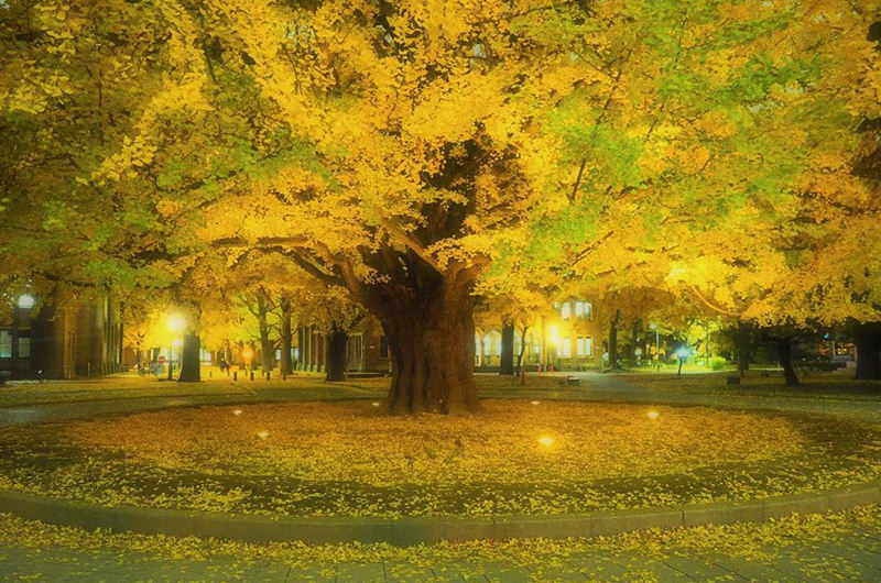 東京にも紅葉狩りスポットの穴場があった⁉人混みと無縁のスポット5選