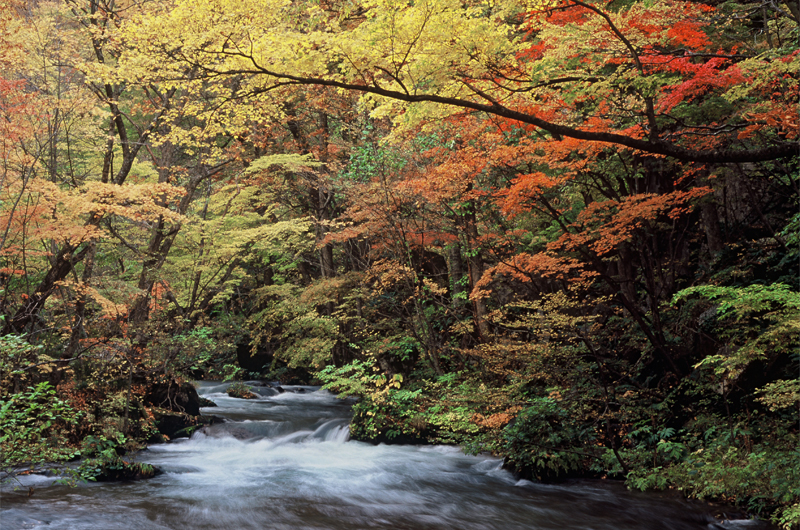 青森が好きすぎる東京人ねこぜが行く、奥入瀬渓流＆十和田湖の紅葉旅