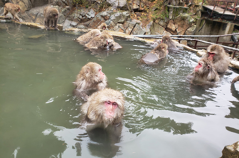 スノーモンキーを見るなら今！フワフワ＆モコモコのサルが可愛すぎた