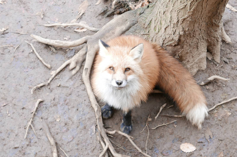 いざ、蔵王キツネ村へ！冬の宮城はゆるやかな異界に溢れていた