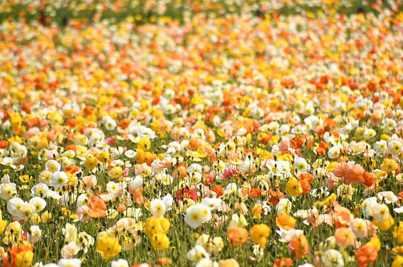 編集部厳選！ゴールデンウィークにでかけたい関東の花畑5選