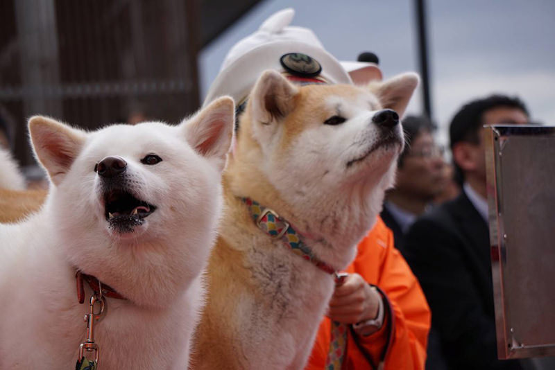秋田犬ふれあい隊のおもち