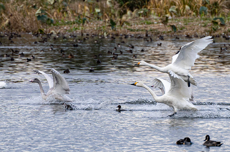 優雅な白鳥に会いに、新潟・瓢湖へ。今しか見れない絶景は必見！