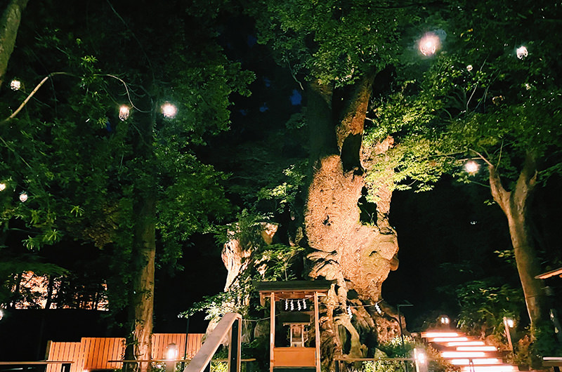 色鮮やかな初夏の熱海。神秘的な夜の來宮神社、ジャカランダの花