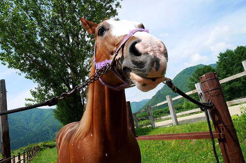 ホーストレッキングに挑戦！山形から宮城・鳴子温泉で自然を満喫