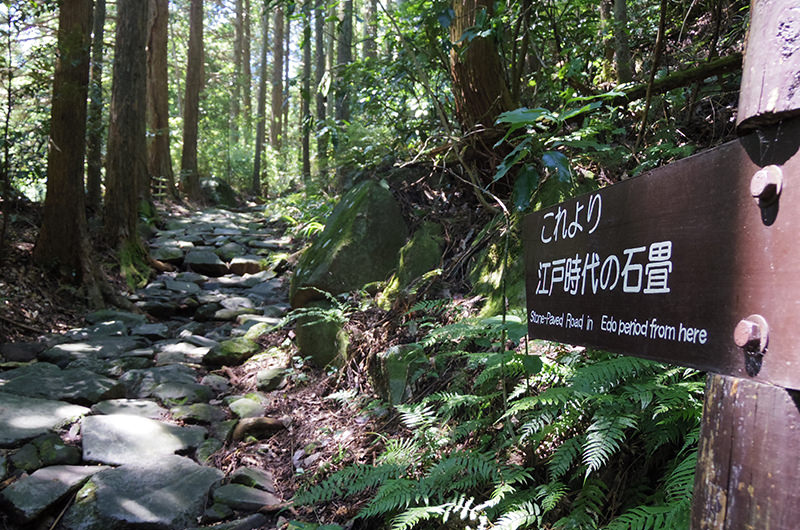 【山岳ライターがおすすめ】箱根旧街道で楽しむ低山ハイキング