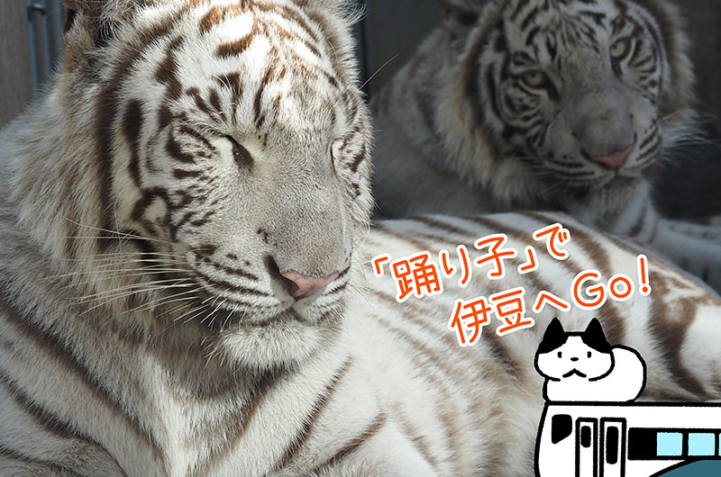 【関東近郊の旅】動物との距離が近い！伊豆アニマルキングダムへ