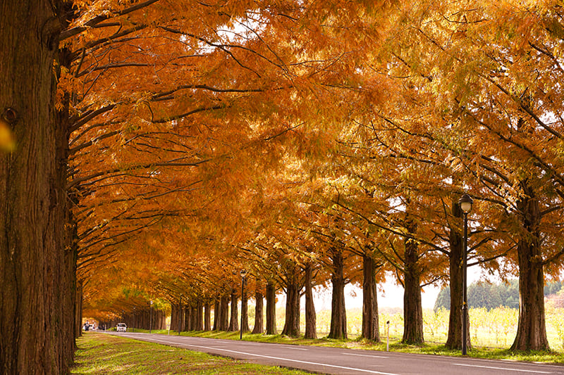 紅葉時期のメタセコイア並木