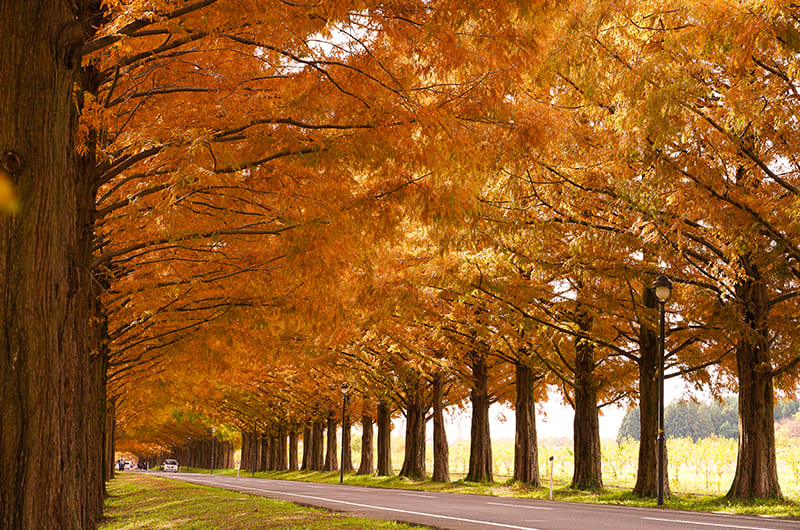 メタセコイア並木・びわ湖バレイ。湖西線の美しい紅葉を巡る旅