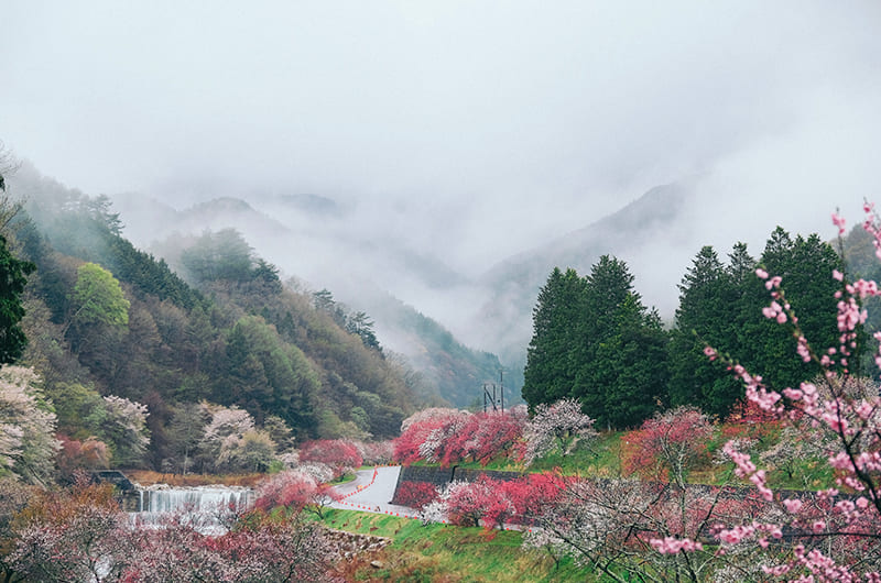 長野・昼神温泉【花桃を眺める】絶景旅。花桃の里～天龍峡大橋へ