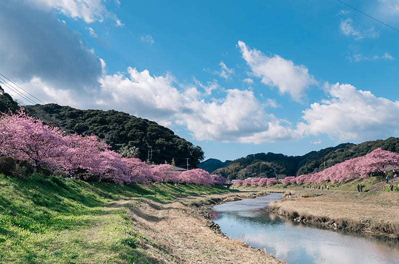南伊豆・下賀茂温泉「花のおもてなし南楽」河津桜と菜の花を満喫