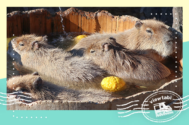 カピバラが露天風呂に入る姿がかわいい！伊豆シャボテン動物公園への旅
