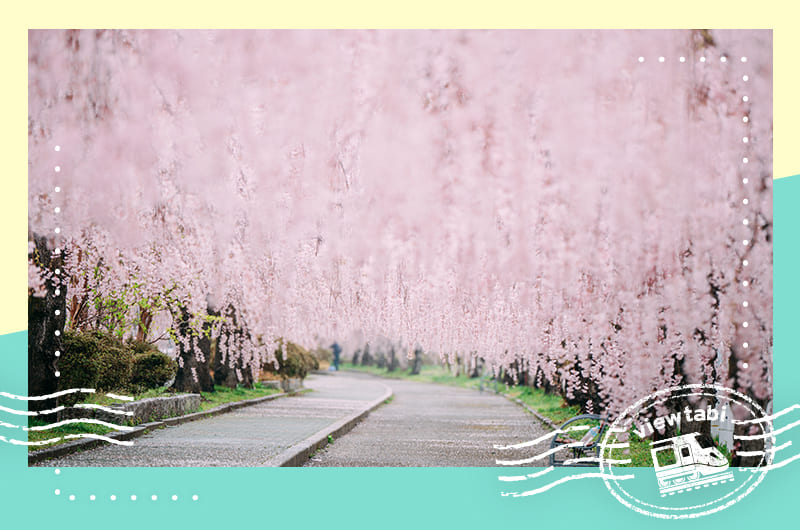福島県へお花見旅。喜多方にある桜のトンネル「日中線しだれ桜並木」