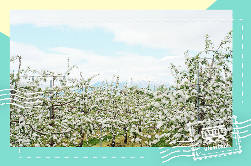 りんご畑鉄道（弘南鉄道大鰐線）で行く青森旅。畑一面に咲く白い花