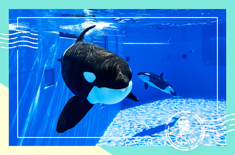 神戸須磨シーワールドへ。シャチを見ながらランチ＆お土産にグッズも