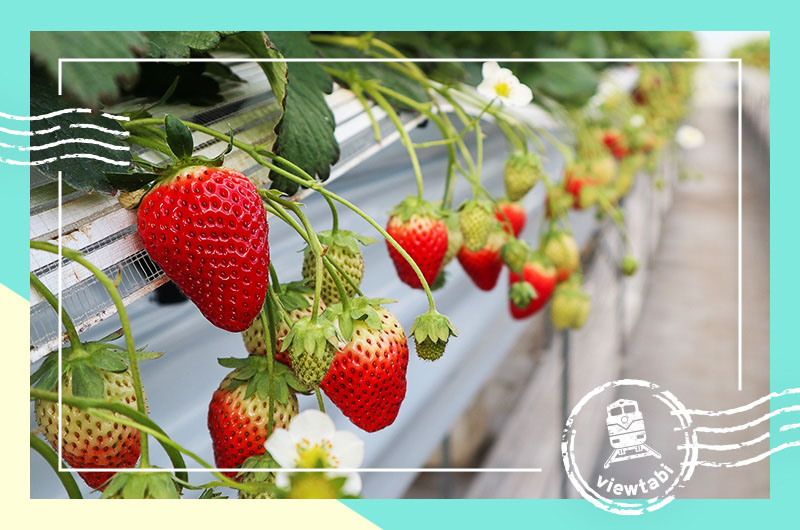 【フルーツパーク仙台あらはま】いちご狩り体験＆パフェも！フルーツ満喫旅