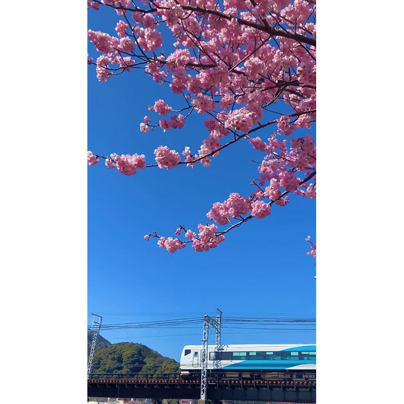 2日目見どころ・特急「踊り子」