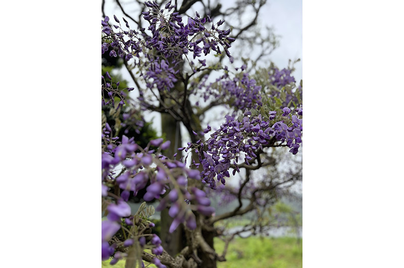 開花した藤の花
