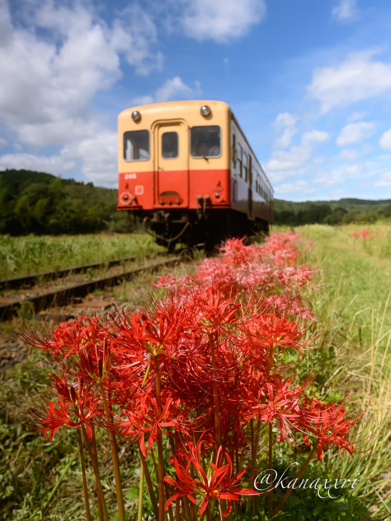 彼岸花と小湊鐵道の写真