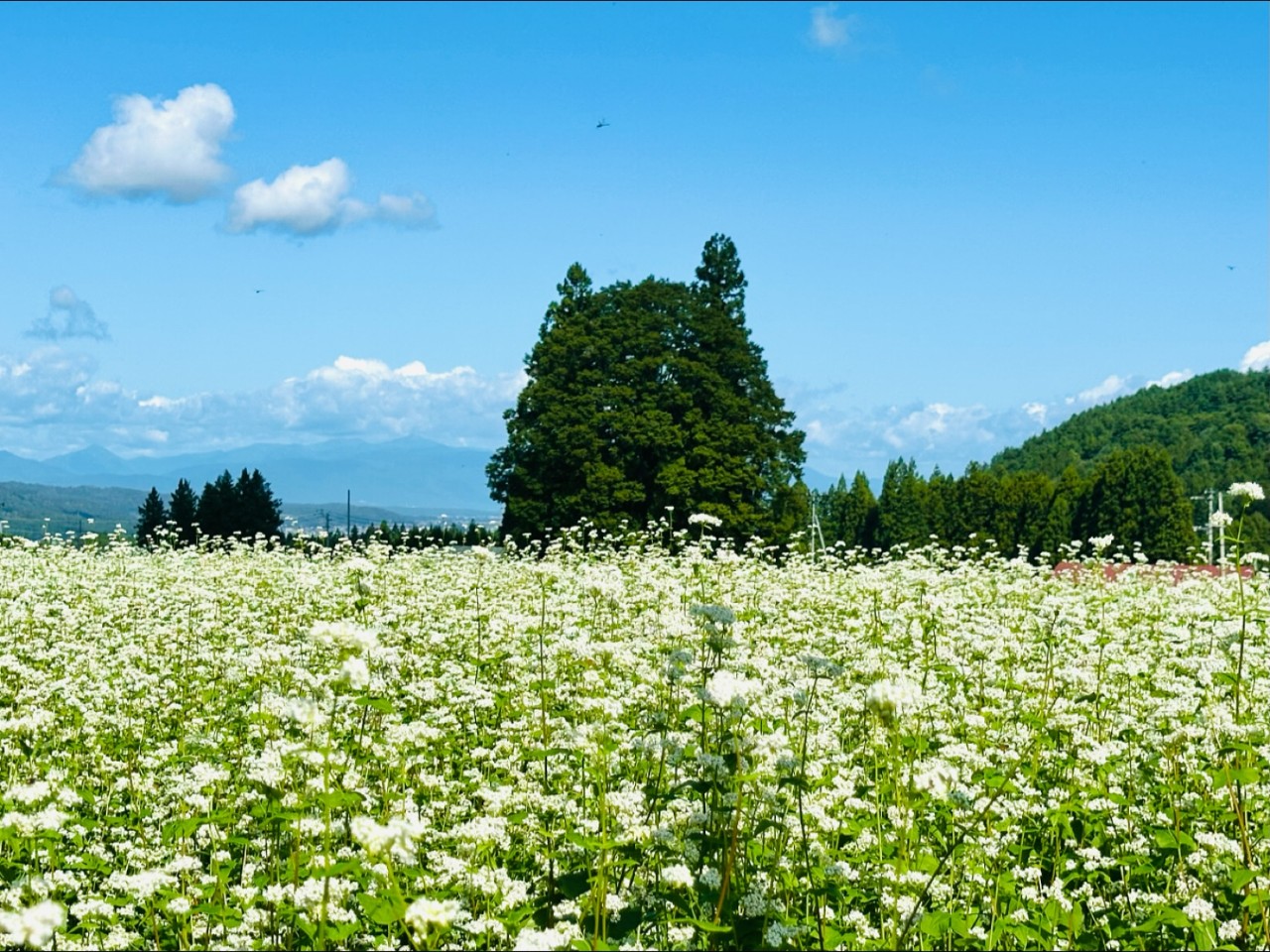 そばの花畑と小杉の大杉（トトロの木）の写真