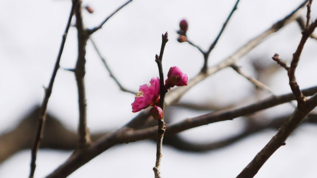 濃いピンク色が美しい梅の花
