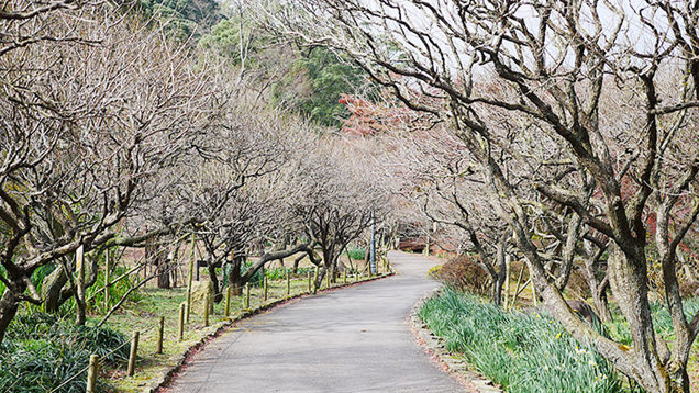 梅の木が両脇にずらっと立ち並ぶ園内の道