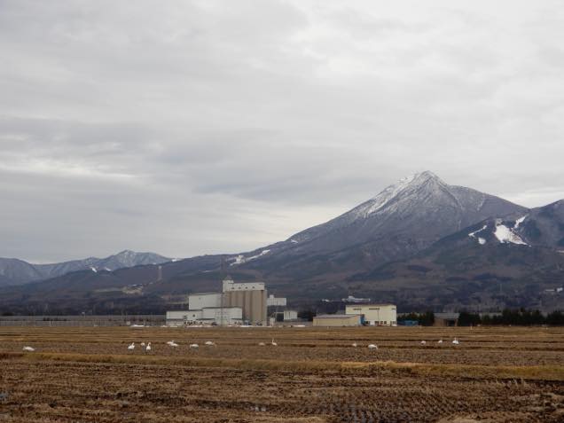 磐梯山をバックに田んぼで休む白鳥