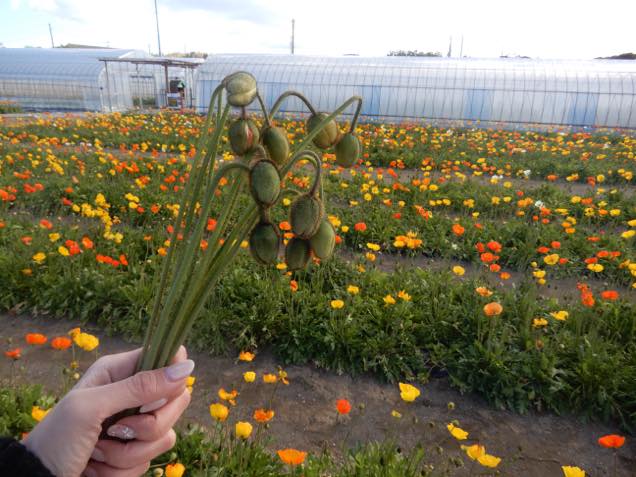 館山ファミリーパーク6