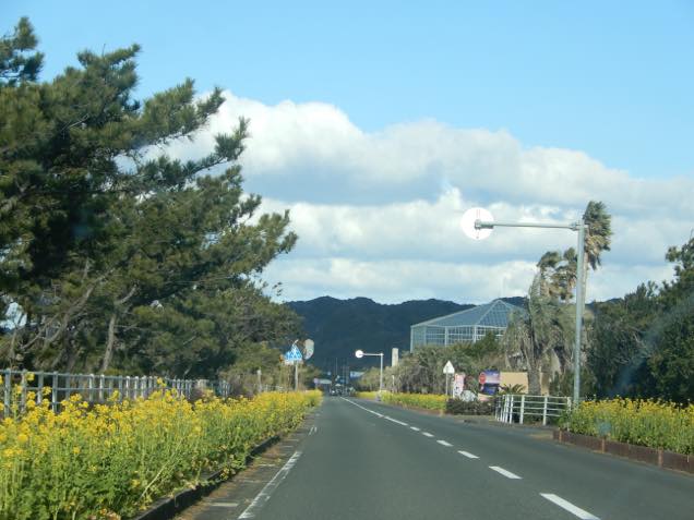 菜の花の道路