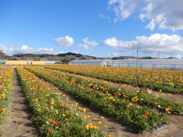 館山ファミリーパーク2