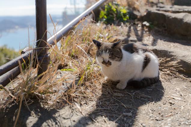 日なたぼっこにゃんこ