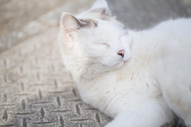 甘えん坊にゃんこ