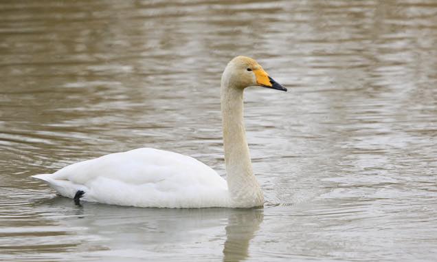 オオハクチョウ