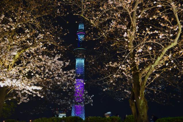 向島・夜桜