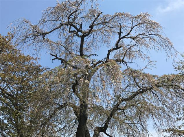 青柳の糸桜