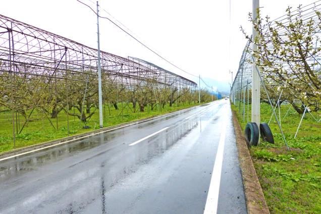 フルーツライン