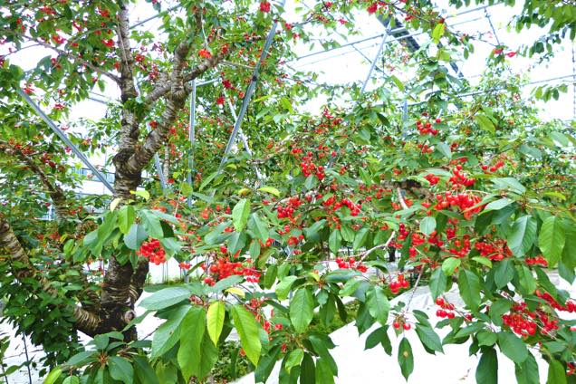 たわわな佐藤錦